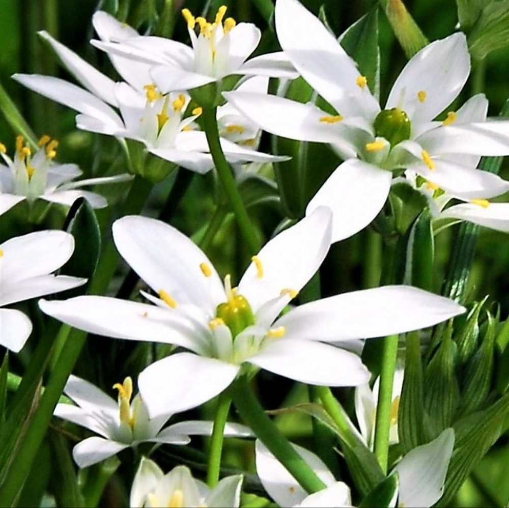 Star of Bethlehem Bulbs 30 for $15